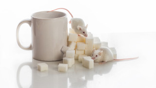 За първи път учени излекуваха диабет в мишки 