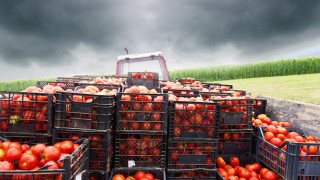Как италианец стана един от най-големите производители на домати у нас