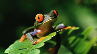 Един милиард жаби се изяждат годишно по света