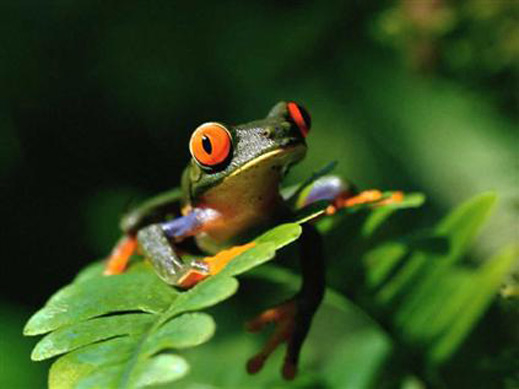 Един милиард жаби се изяждат годишно по света