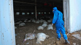  Европа претърпява най-тежката си зараза от птичи грип 