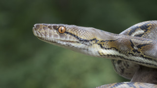 Змиите са особени създания поради ред причини И не говорим