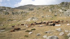 БАН разяснява защо ограниченията на пашата в националните паркове е в полза на животновъдите