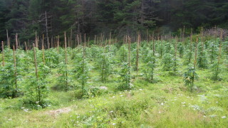 Близо четири и половина тона марихуана са открили при наблюдение