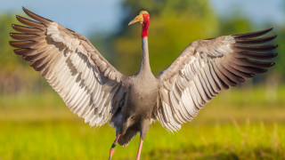 Всяко едно животно е уникално само по себе си От