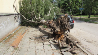 Над 20 сигнала за паднали дървета и във Варна