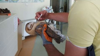 Забулена сова в беда беше спасена в Сливен Птицата е