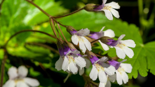 Седем уникални цветя в България