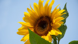 Слънчогледи, цветя или кои са любопитните факти за растението