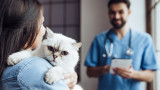 Котките, кучетата, пластични операции на домашни любимци и поредният случай
