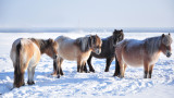 Якутските коне в Северен Сибир, които издържат на -70°C