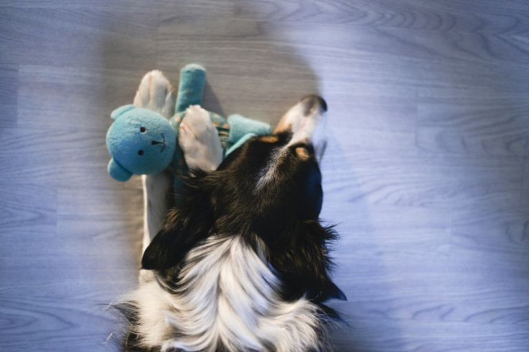 Бордър колитата са измежду най-умните