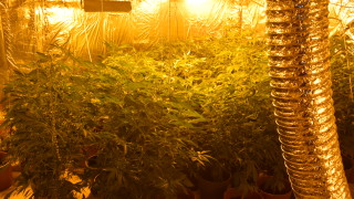 Разбиха оранжерия за марихуана в село Опан Стара Загора по