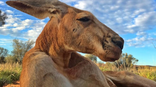Почина най-мускулестото кенгуру