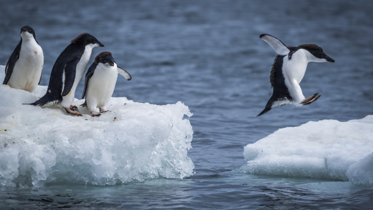 25% от Антарктида остават без лед до 2100 г. 