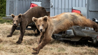Три мечета бяха върнати в дивата природа след рехабилитация в