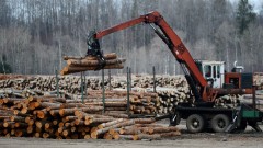 До 1 млрд. лв. губи икономиката ни от горския сектор