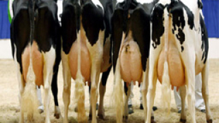 Ниските изкупни цени и вносът разоряват испанските млекопроизводители