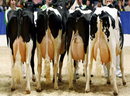 Ниските изкупни цени и вносът разоряват испанските млекопроизводители