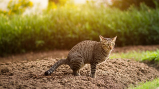 3 начина да държим котките далеч от градината