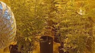 Арестуваха 25 годишен мъж собственик на оранжерия с марихуана съобщиха от
