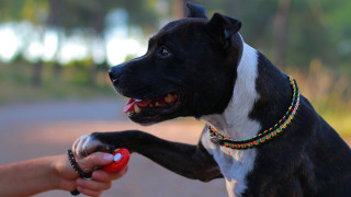 Учени от Израел са създали метод за дистанционно управление на