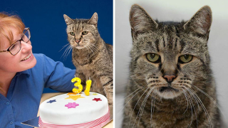 Най-старата котка в света навърши 31 години