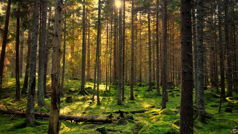IKEA е купила 1,2 милиона декара гори в прибалтийските страни