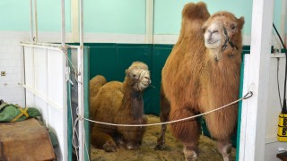 Уникална операция на камила направиха в клиниката на Тракийски университет в Стара Загора 