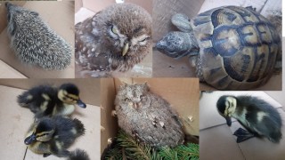 Еколози спасиха 9 животни от защитени видове в Пловдив
