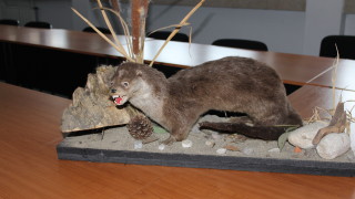 Иззеха препарирани животни от защитени видове след селфи в заведения