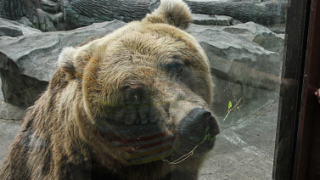 Варненска фирма платила осигуровките на мъжа, нападнат от мечка в гората