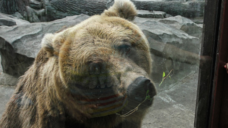 Четирима убити от мечка в Северна Япония