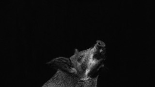 Африканска чума и във Варненско