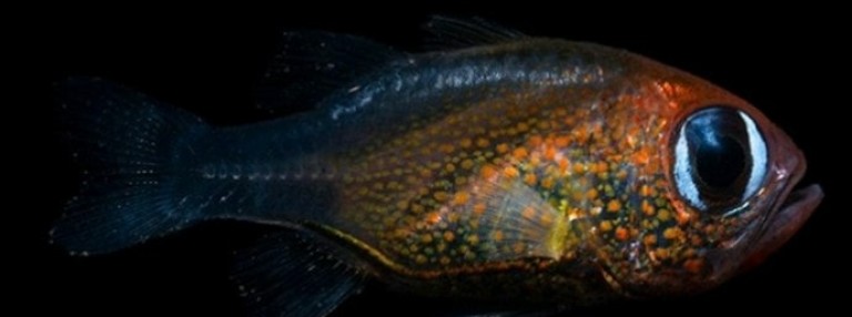 Рибата с котешки очи