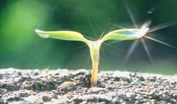 "Форчън" обяви най-бързо развиващите се компании в САЩ за 2006 г.