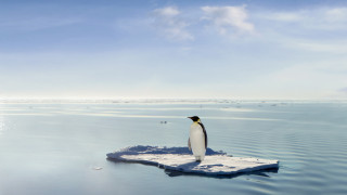 Колонията от императорски пингвини в залива Хейли Бей в Източносибирско