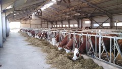 50% от фермите фалират, животновъди искат оставки в МЗХ