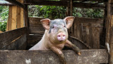 Регистрират домашни свине като първа мярка срещу африканската чума