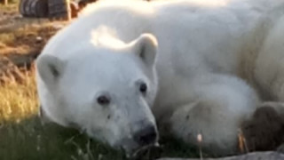 Бяла мечка потърси помощ от хората в Далечния изток на Русия