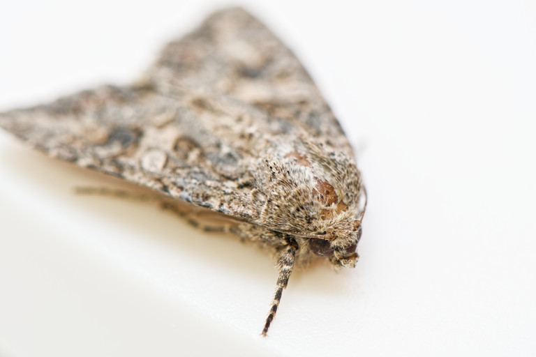 Кафяв домакински молец