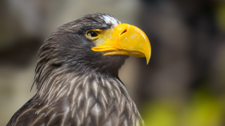 Някога белоопашатите морски орли били широко разпространени по цялото южно