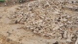 Костенки 11, мамутите и странните кръгове от кости в Русия
