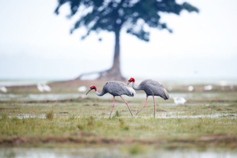 Индийски жерав