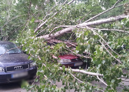 Опасни тополи застрашават жители на столичния "Младост"