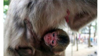 Зоопарк кръсти маймунка на кралското бебе