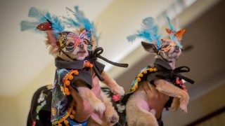 Когато кучетата превземат котешката пътечка