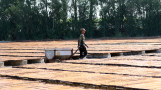 Кампанията Годината на пшеницата лансирана от сирийския президент Башар Асад