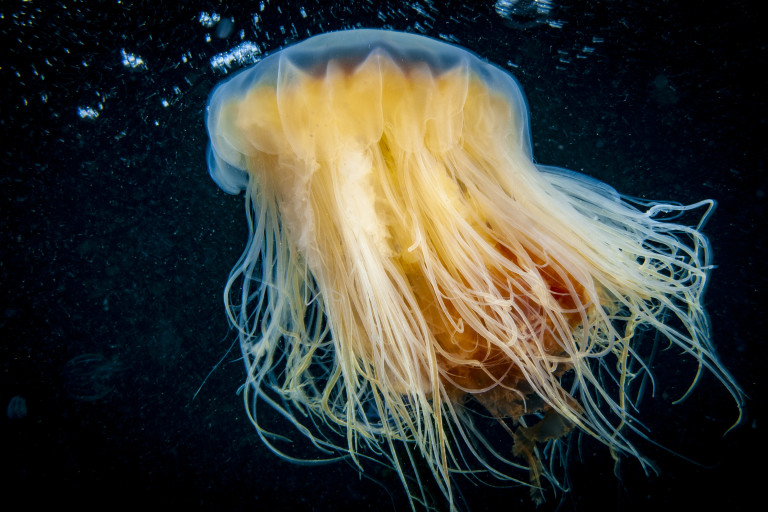 Трябва да се наблюдава от разстояние