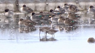 Откриха два дългоклюни берингови вретенара в Атанасовсксото езеро Това стана